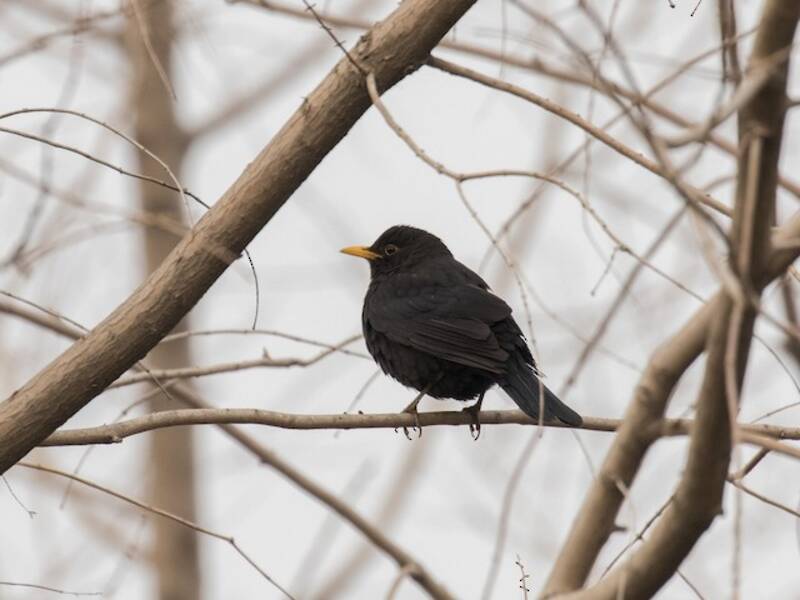 Chinese Blackbird, 照片 2