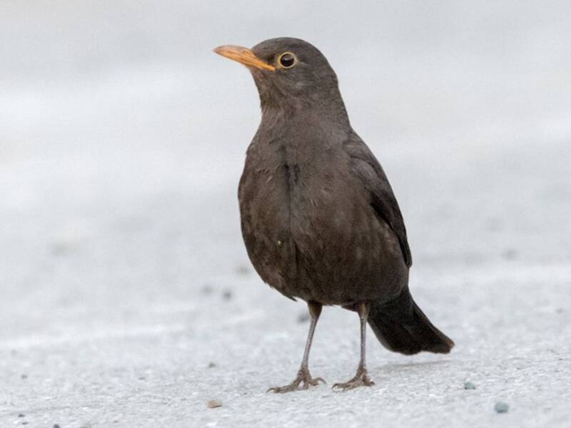 Chinese Blackbird