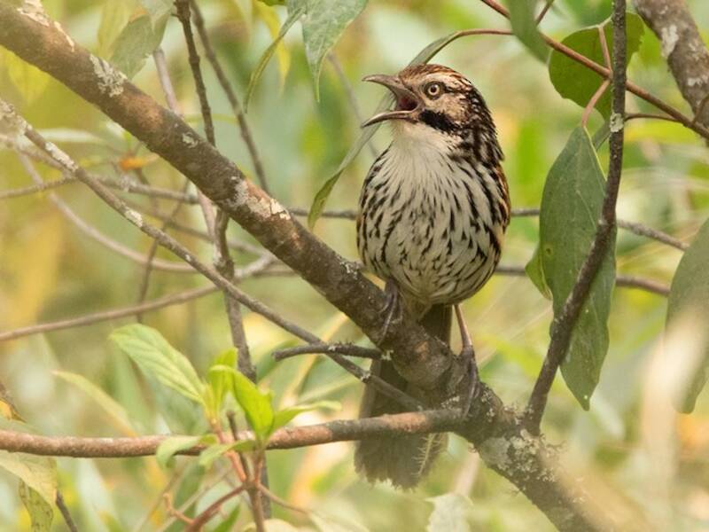 Mount-Victoria-Babax