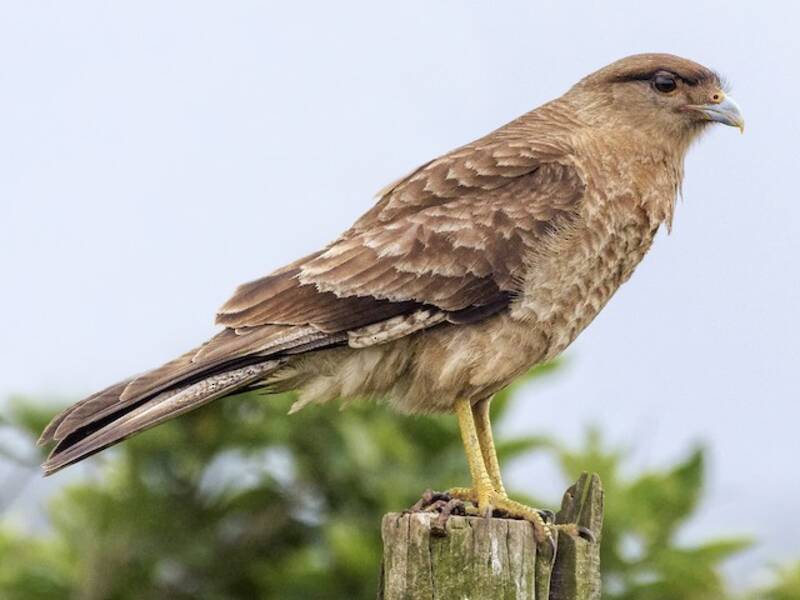 Caracara chimango, Photos 3