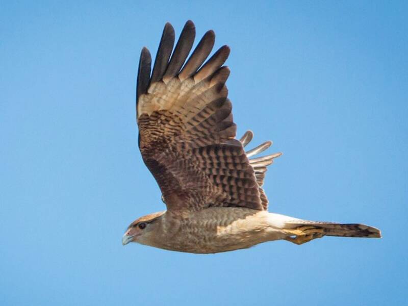 Caracara chimango, Photos 4