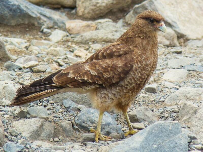 Caracara chimango, Photos 2