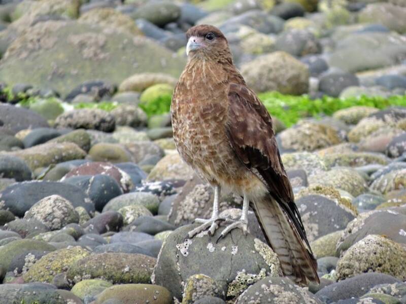 Caracara chimango