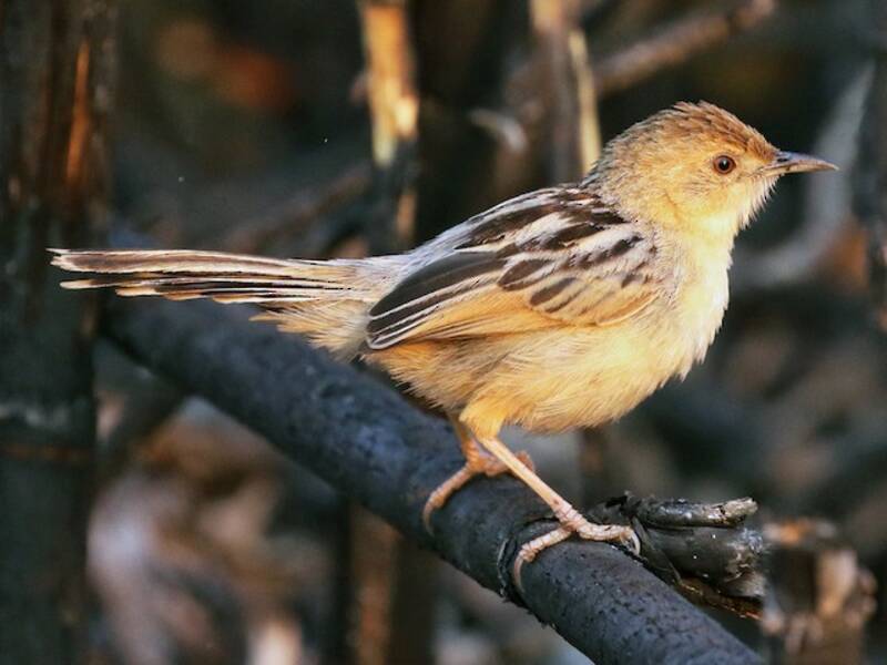 Cisticola cicalina
