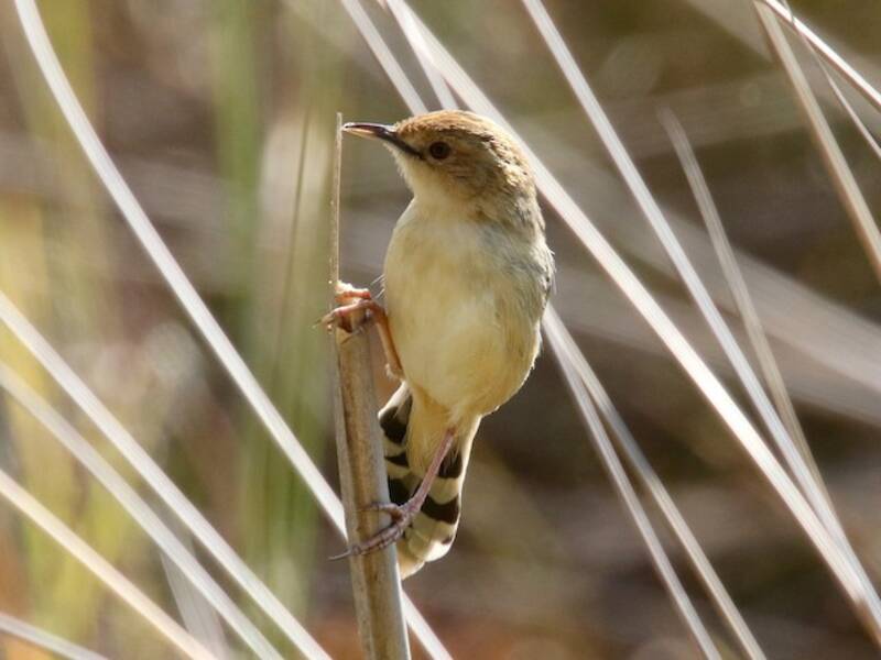 Cisticola cicalina, Foto 3