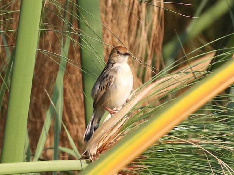 Cisticola cicalina, Foto 2