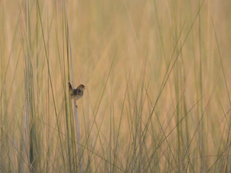 Cisticola cicalina, Foto 4