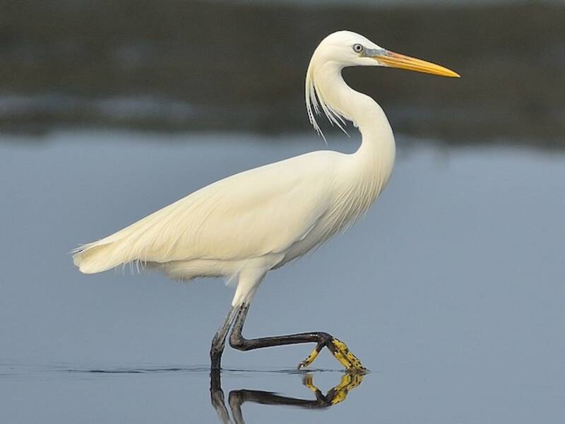 Aigrette de Chine, Photos 3