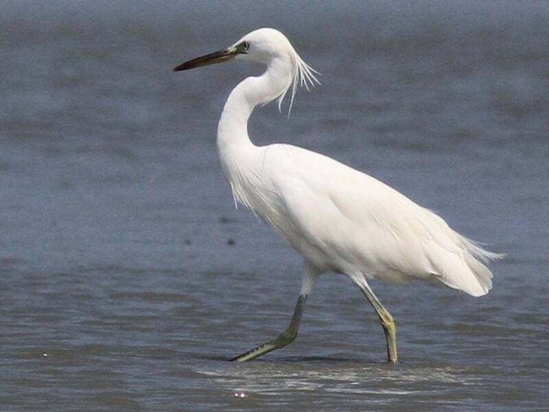 Aigrette de Chine