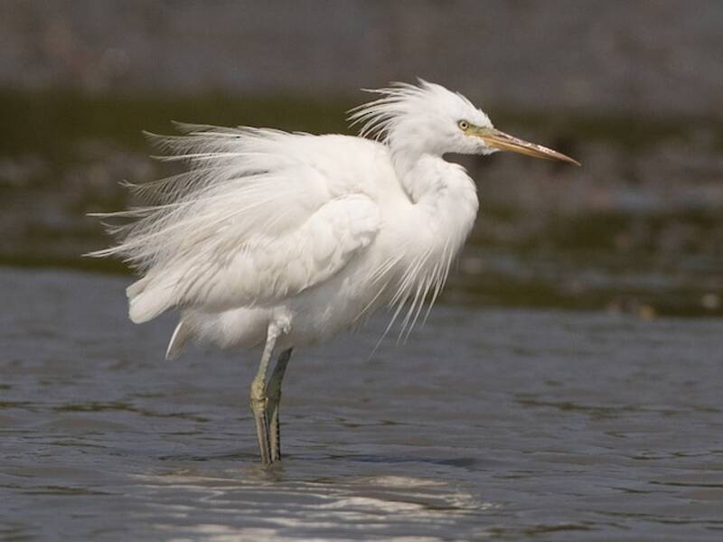 Aigrette de Chine, Photos 2