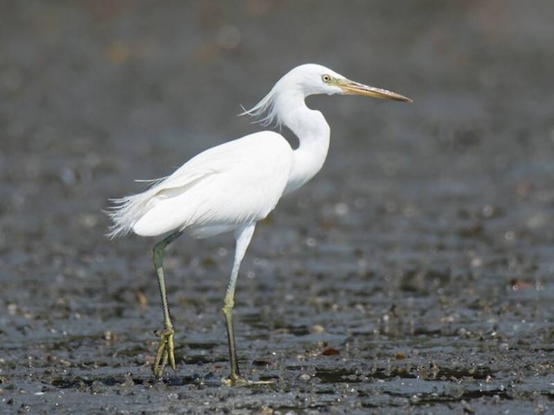 Aigrette de Chine, Photos 4