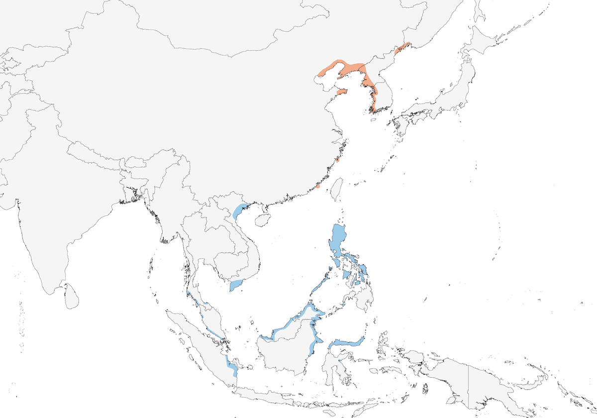 Aigrette de Chine, Distribution 1