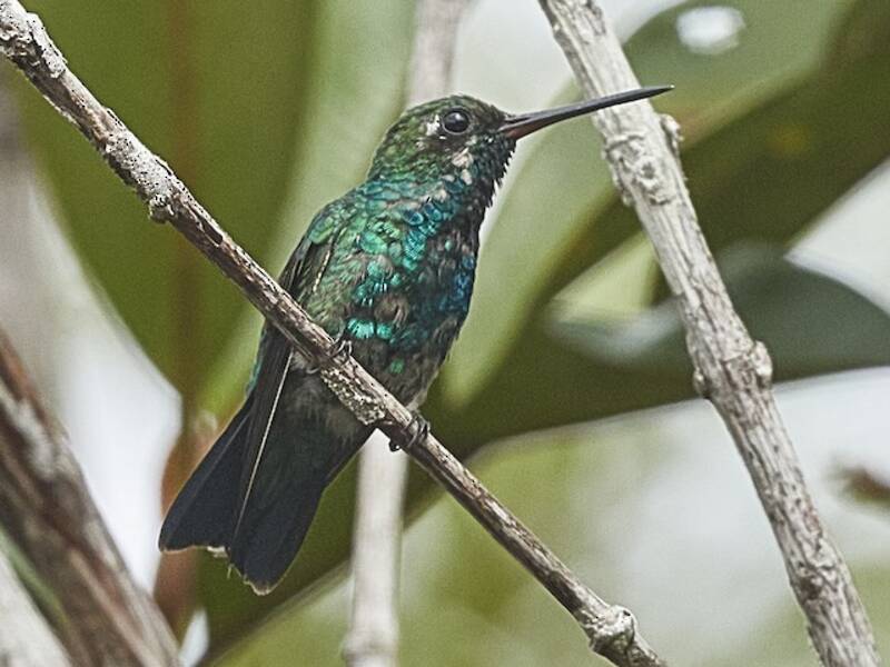 Chiribiquete Emerald
