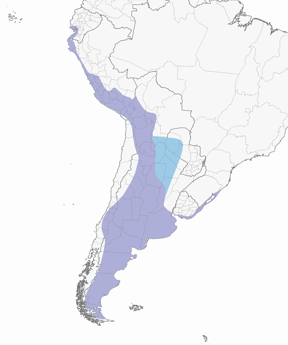 Flamenco Chileno, Distribución 1
