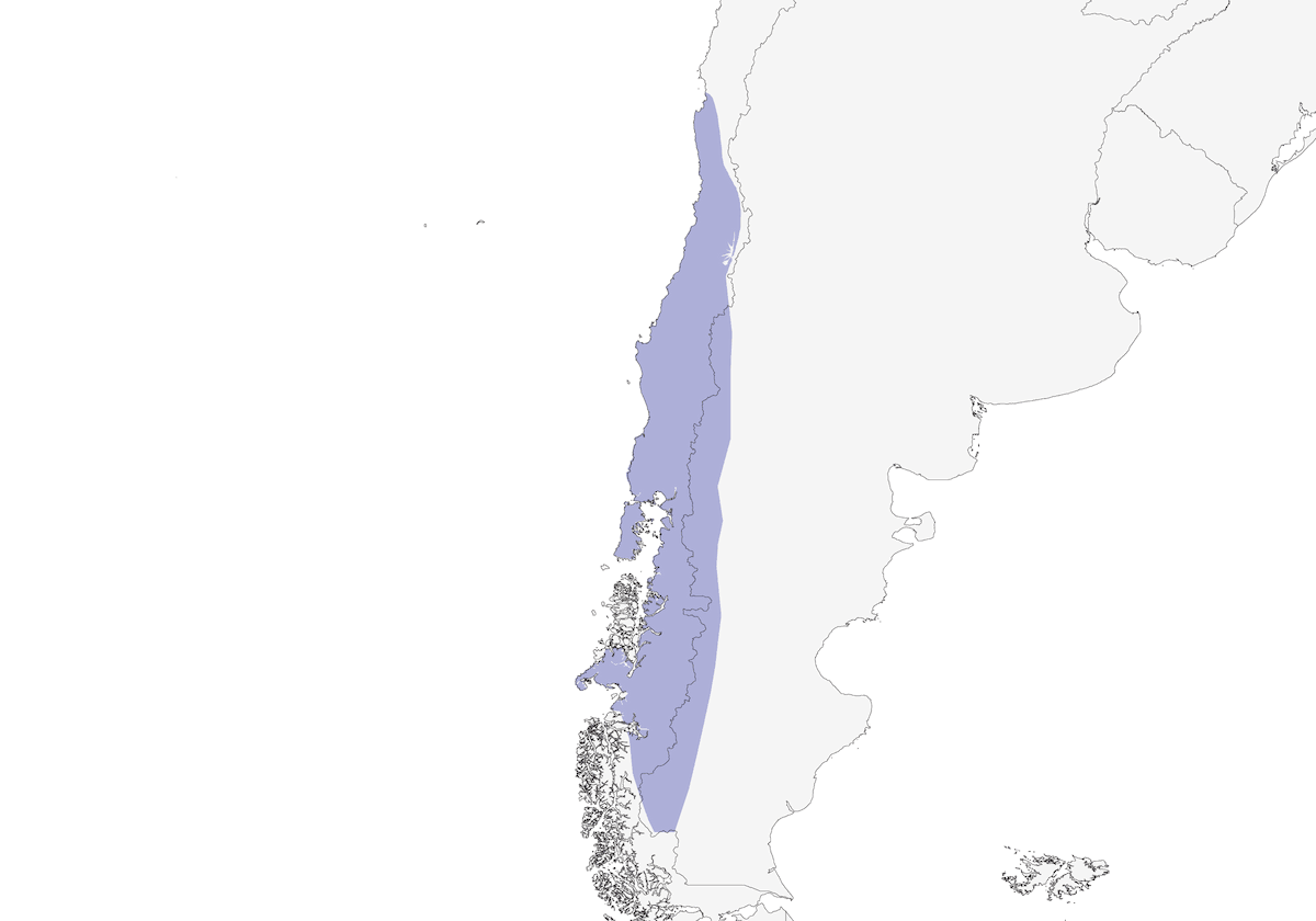 Pitío, Distribución 1
