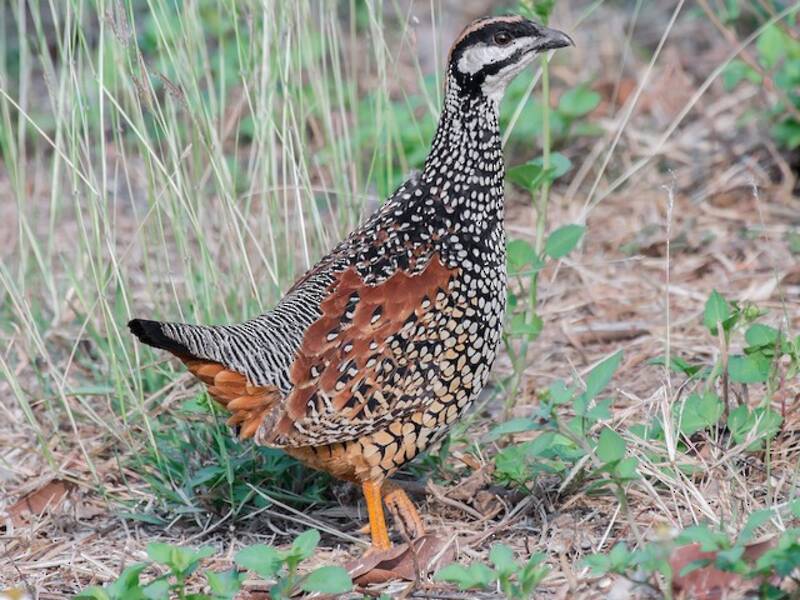 Francolin de Chine, Photos 2