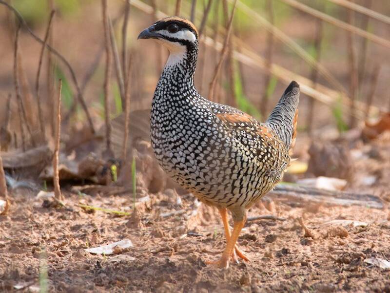 Francolin de Chine, Photos 3