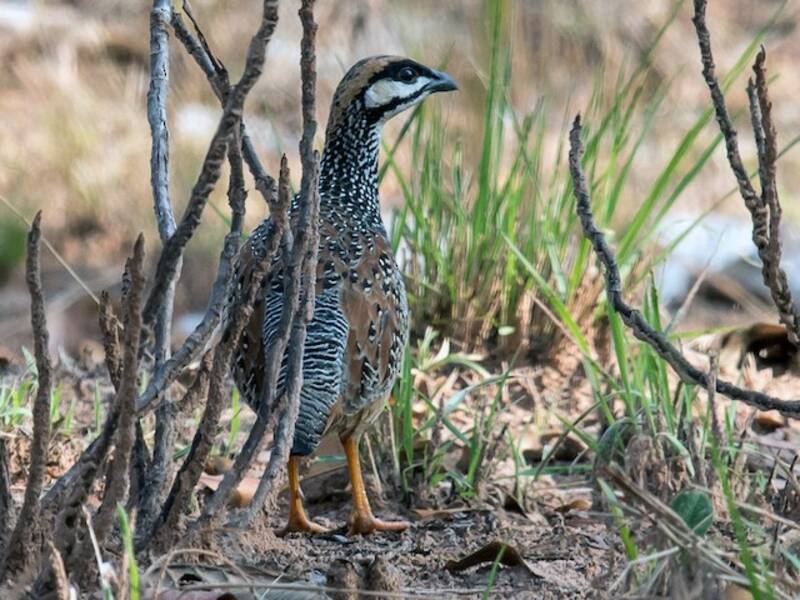 Francolin de Chine, Photos 4