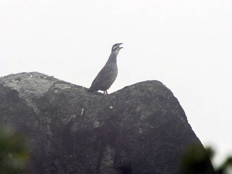 Francolin de Chine