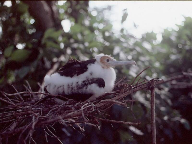 Weihnachtsinsel-Fregattvogel