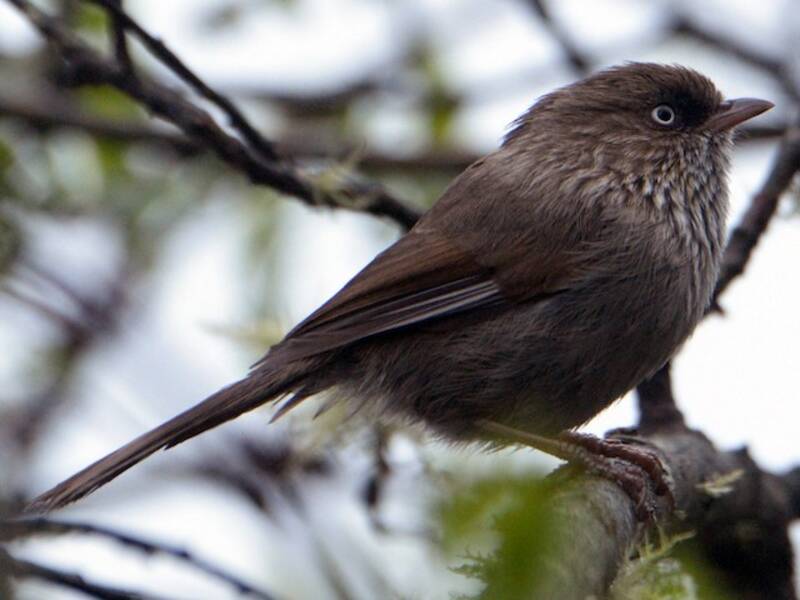 Fulvetta China, Fotos 4