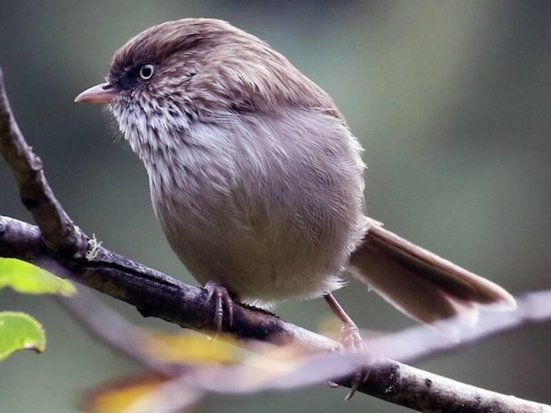 Fulvetta China, Fotos 3