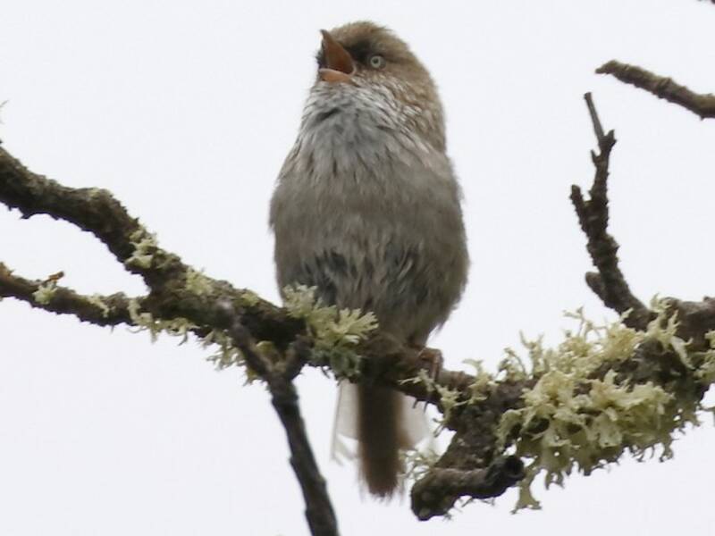 Fulvetta China, Fotos 2