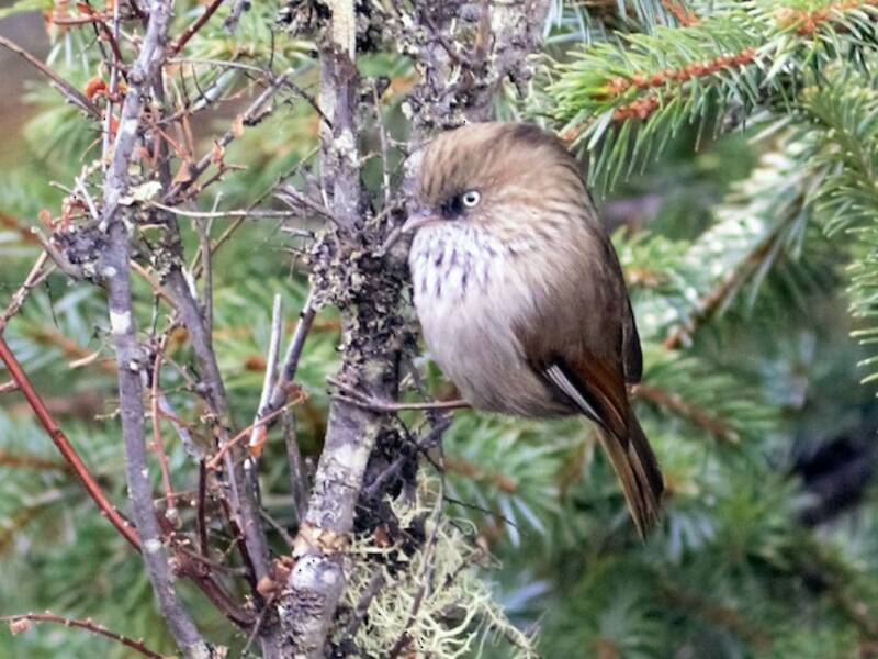 Chinesische Fulvetta