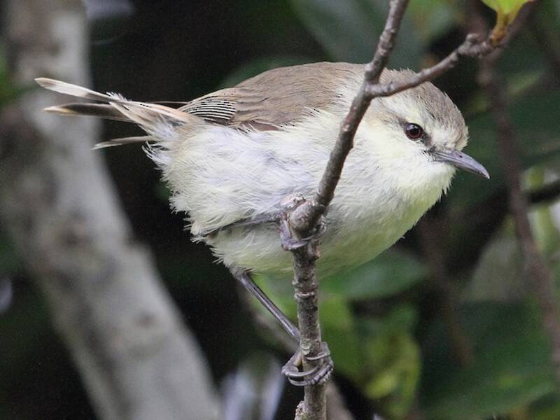 Chatham-Gerygone, Fotos 4