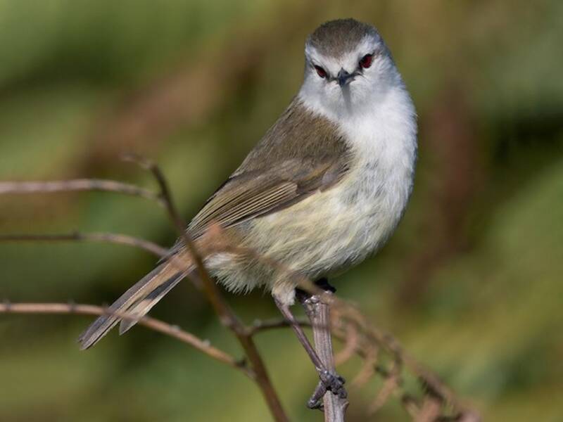 Chatham-Gerygone, Fotos 3
