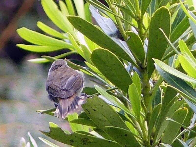Chatham-Gerygone