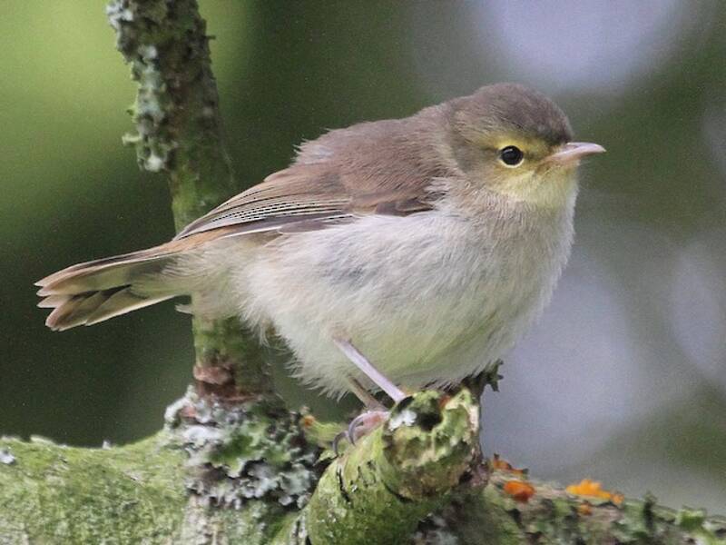 Chatham-Gerygone, Fotos 2