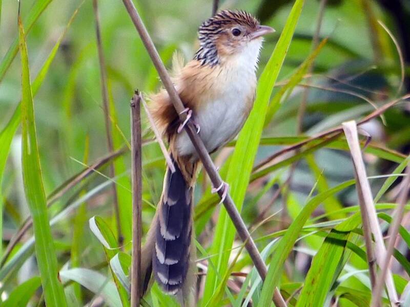Chinese Grassbird, 照片 3