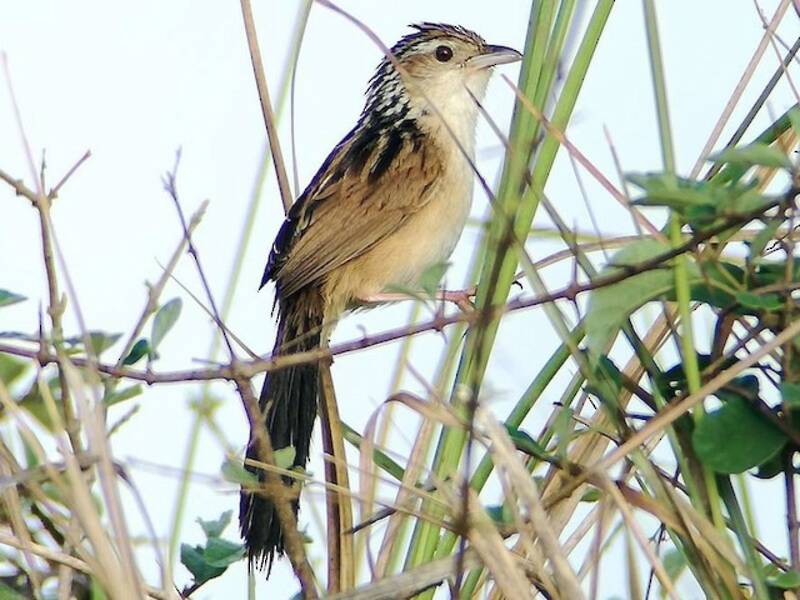 Chinese Grassbird, 照片 2