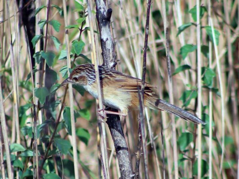 Chinese Grassbird, 照片 4