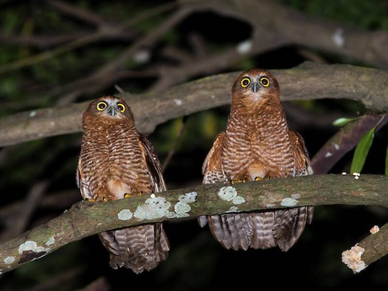 Ninox de Christmas
