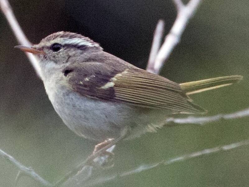 Chinese Leaf Warbler, 照片 3