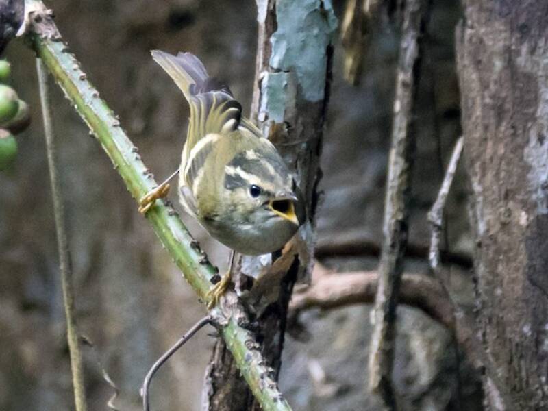 Chinese Leaf Warbler, 照片 2
