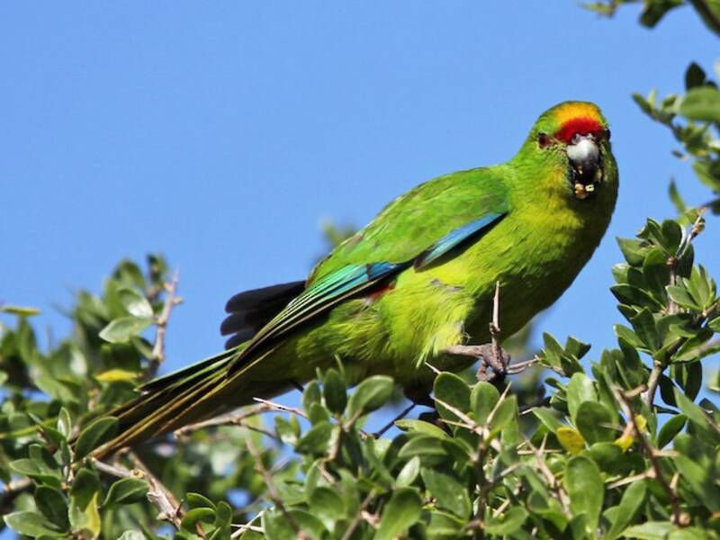 Chatham Islands Parakeet (Cyanoramphus forbesi)