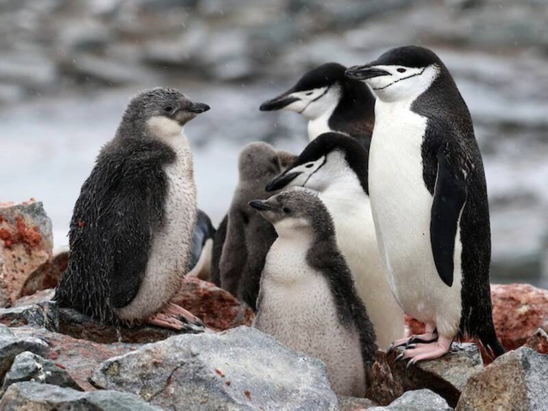Chinstrap Penguin, Photos 2