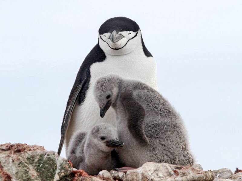 Chinstrap Penguin - Pygoscelis antarcticus