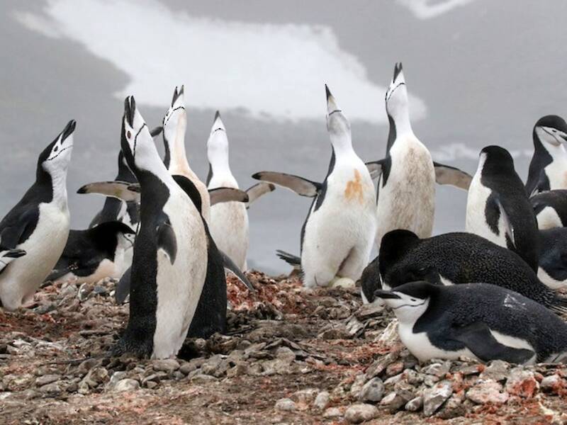 Chinstrap Penguin, Photos 4
