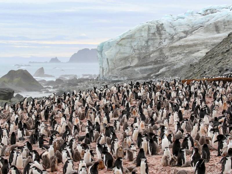 Chinstrap Penguin, Photos 3