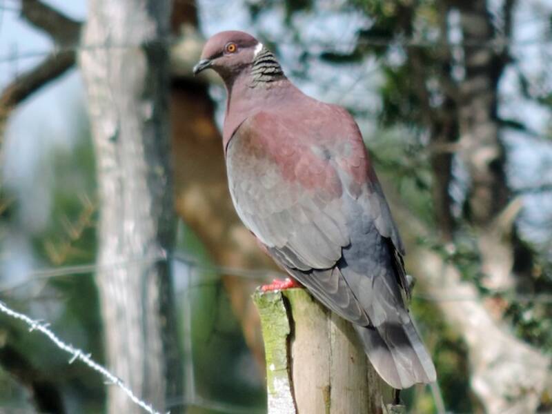 Chilean Pigeon