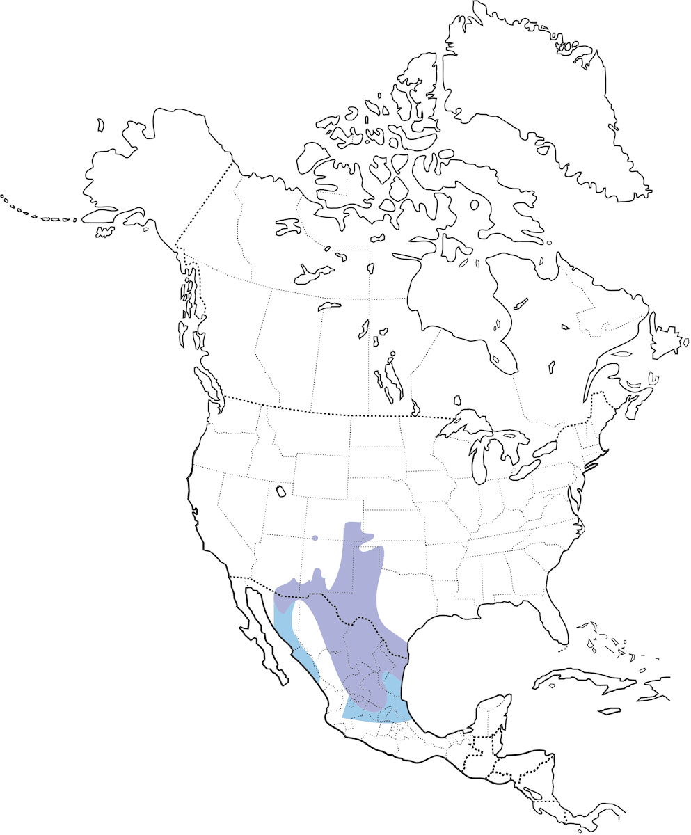 Corvo chihuahuano, Distribuzione 1