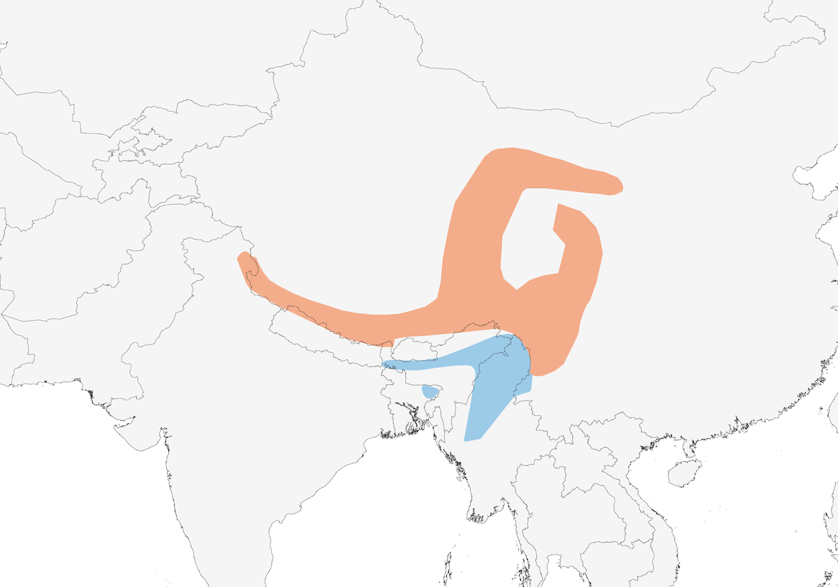 Rossignol de Tchebaiew, Distribution 1