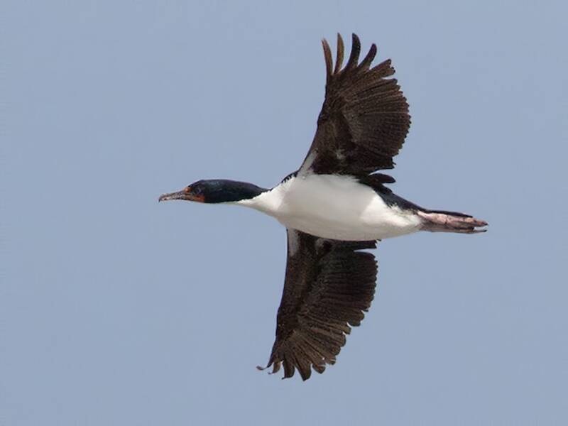 Chatham-Kormoran, Fotos 4