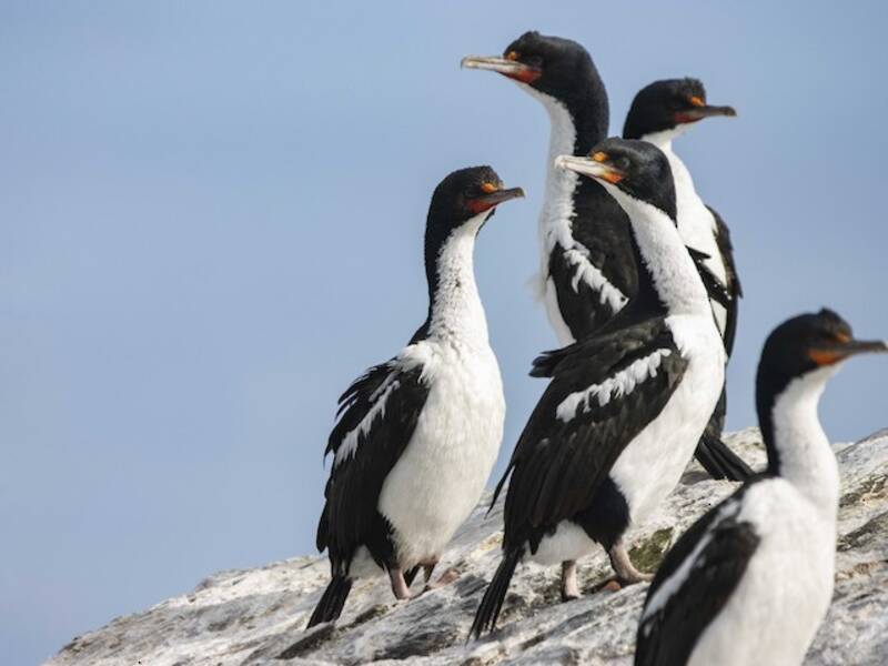 Chatham Islands Shag (Leucocarbo onslowi)