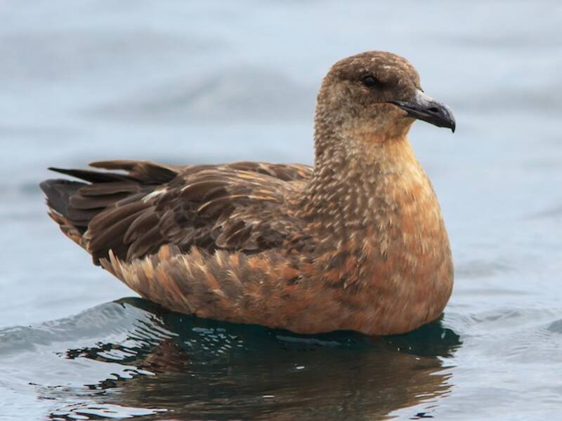 Chile-Skua, Fotos 4
