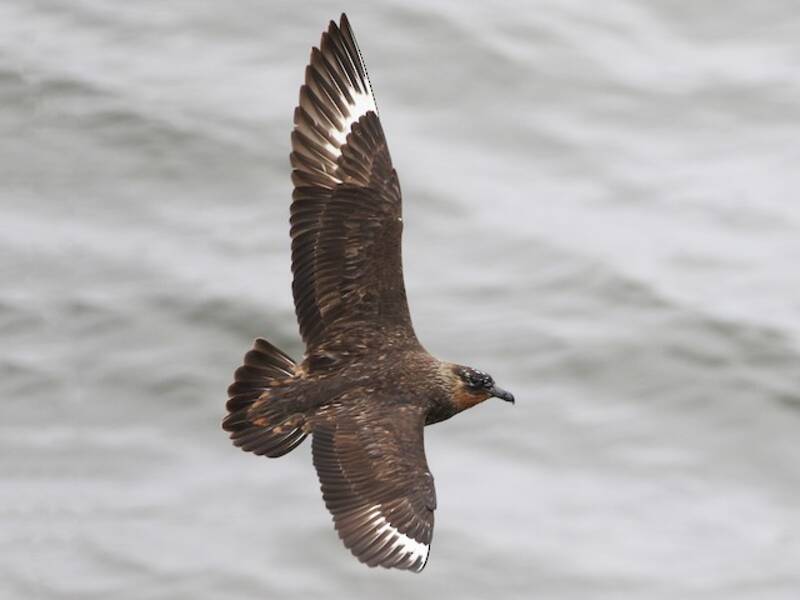 Chile-Skua, Fotos 3